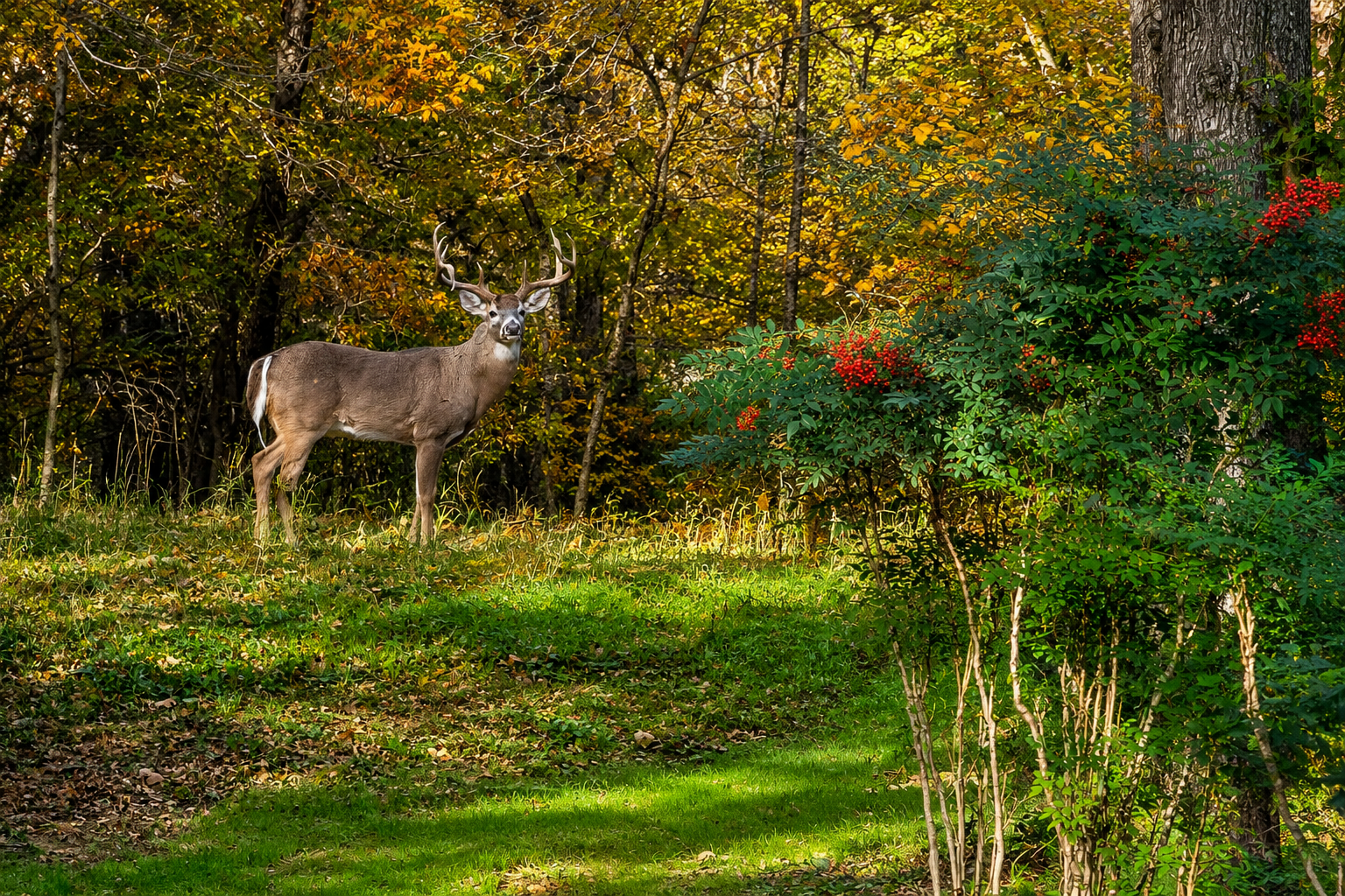 Wildlife on the property