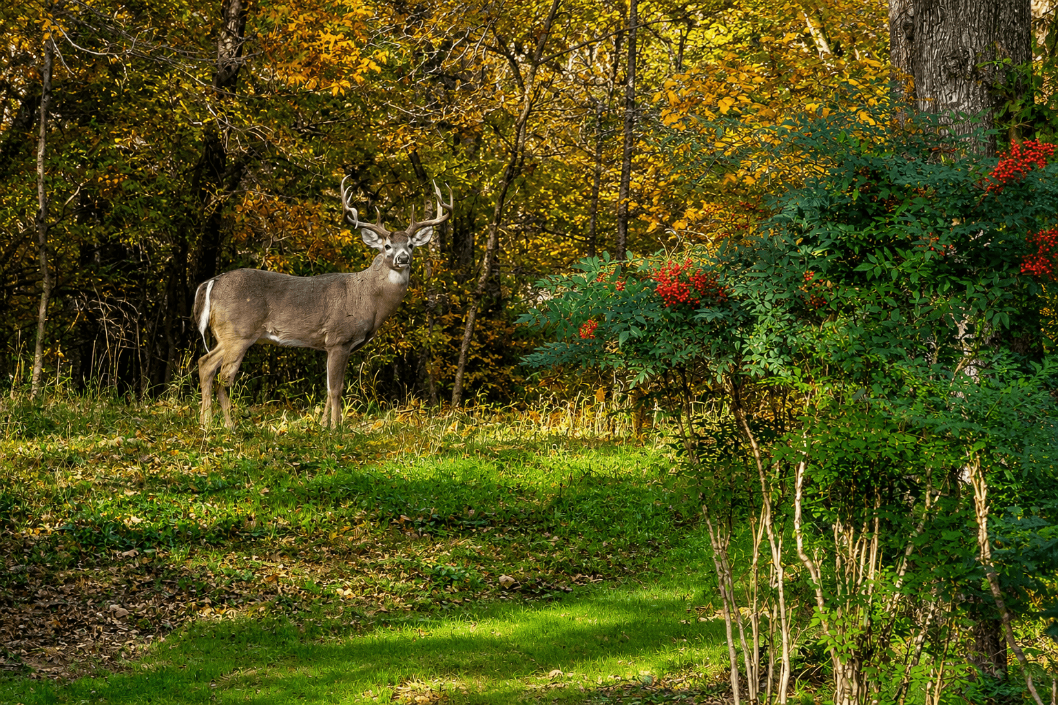 Wildlife on the property